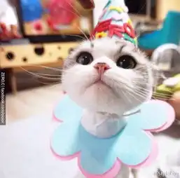 可爱猫咪折耳猫