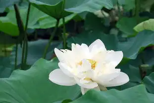 人,赢在和气,输在脾气