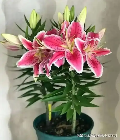 毒花家里放,花旺人不旺,5种小毒花,早搬走早省心兰花植物含羞草滴水观音网易订阅