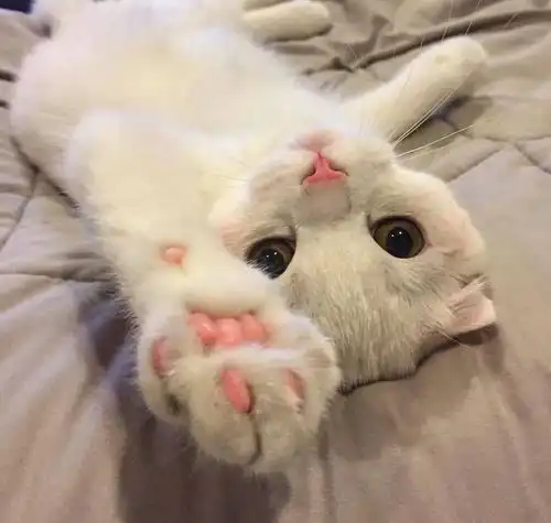 有一种猫,叫别人家的猫,怎么可以这么萌