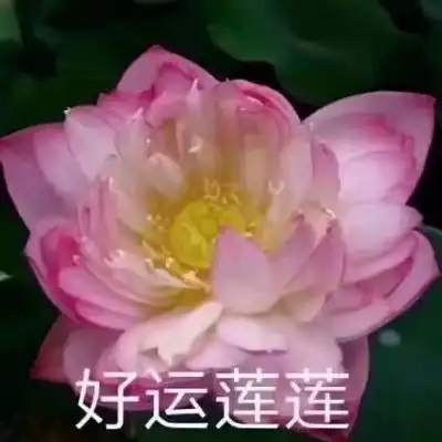 微信头像莲花唯美高清属相