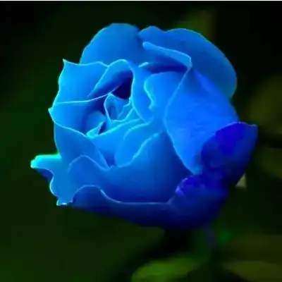 小提琴曲玫瑰送给你11种深情的祝福