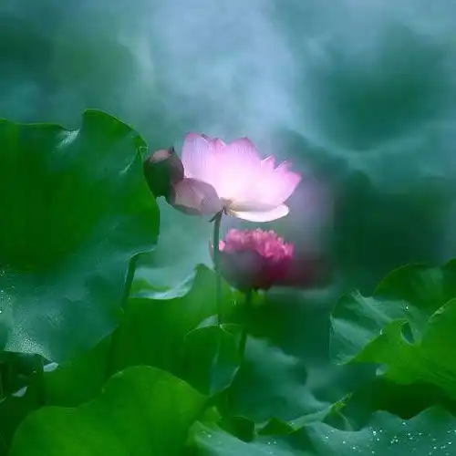 唯美微信头像