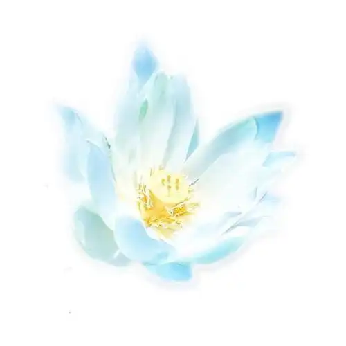 白莲花论