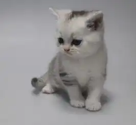 英短渐层小奶猫2只,上海地区送喵上门,豆邮联系,...