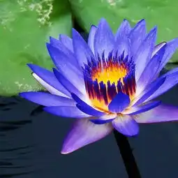 一般人不认识的32种水中花,你认识几种