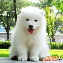 200909090435518125new