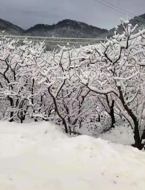 美爆了,攀枝花2022年第一场雪刷爆朋友圈