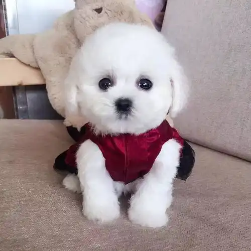 最适合有孩子家庭养的狗比熊犬