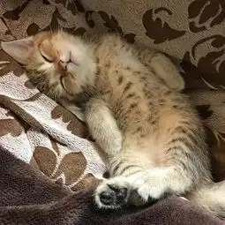 成精日本小奶猫这猫怎么比我还像人睡姿萌化了
