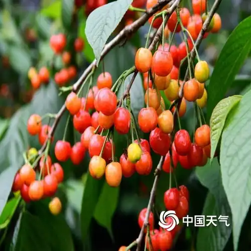 品尝春天的味道浙江金华樱桃晶莹剔透引客来