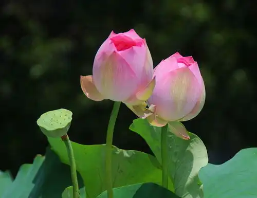 北京大暑时节莲花池多彩荷花竞相绽放