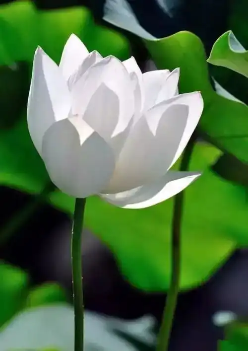 人生感悟,句句值千金值得一看
