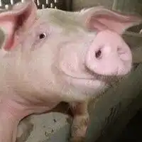 抱着宠物猪头像感情微信头像图片大全