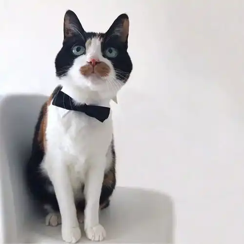 可爱的三花小猫,真的不是偷吃了花生酱吗