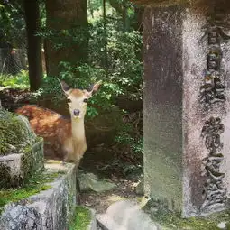 奈良鹿宝宝见面会