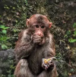 春游峨眉禅意浓浓峨眉山,徒步祈福好去处