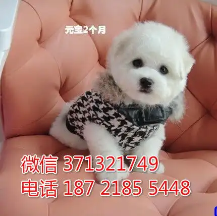 厦门特价比熊犬出售纯种幼犬厦门犬舍宠物狗狗