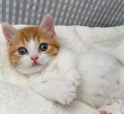 网友家萌猫小奶猫解锁新睡姿朝天平躺让人想埋脸