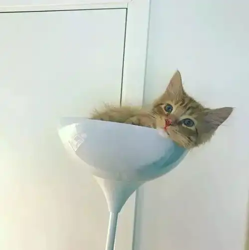 十橘九胖这只长成小松鼠的小奶猫,帅到突破天际绝对的冒险家一枚