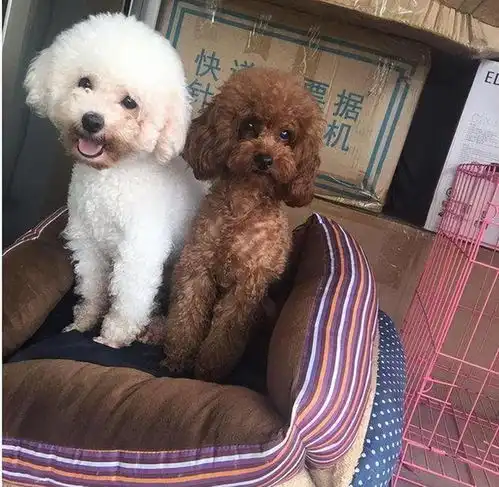 泰迪和比熊长得这么像,养哪一只更好呢