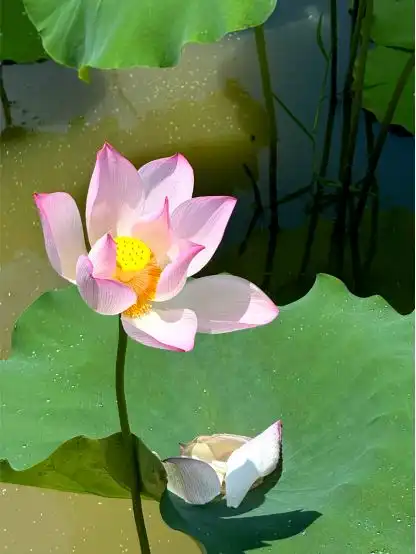 约起花都绝美荷花,在这些地方