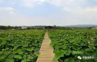 荷花仙子你在哪就在弥勒百亩荷花齐开放,美到爆快来赏荷花,摘莲米,吃美食