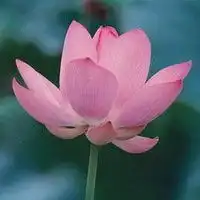 微信莲花头像图片下载微信头像图片大全