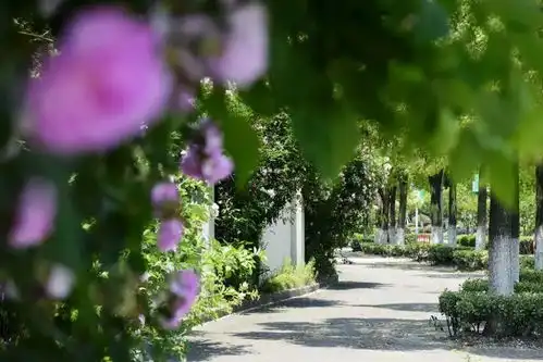 岛上花海惊艳来袭不到崇明,怎知上海夏日浪漫如许