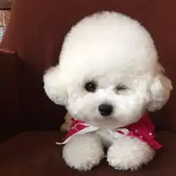 就因为颜值高,有些汪犯什么错都能被原谅