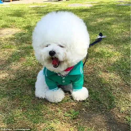 韩国一比熊犬毛发修剪成大绒球惹人喜爱组图