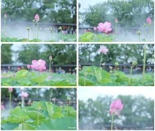 美在潜山潘铺荷花节盛夏荷花别样红