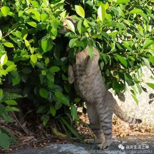 日本怪才摄影师专拍丑照爆红网络