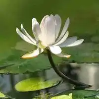 莲花头像图片大全大图唯美微信头像图片大全