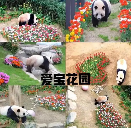 打熊猫打得手疼了吧,熊猫都敢打,到底是谁给你的权利