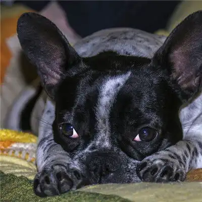 斗牛犬头像,呆萌可爱的斗牛犬图片