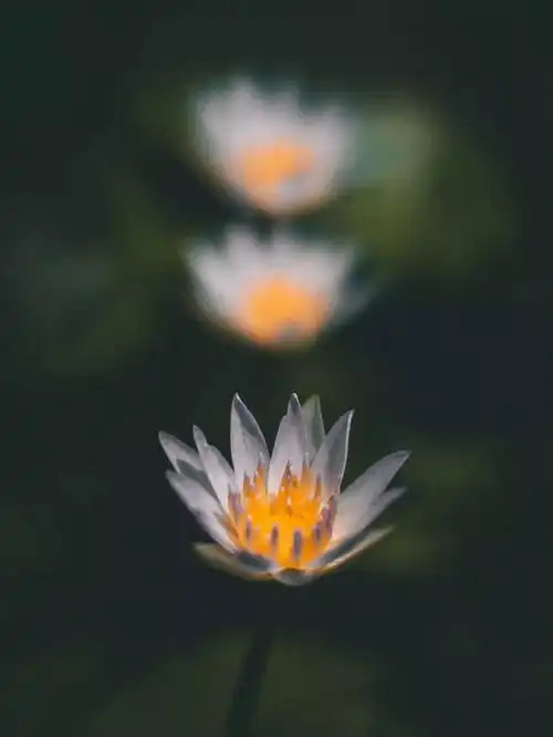 好一朵白莲花电视剧