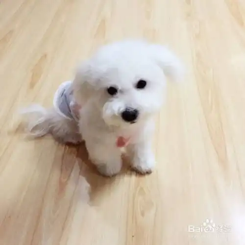 养狗新人如何养好比熊犬