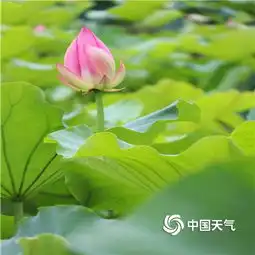 又到荷莲绽放时春城荷塘别样柔美