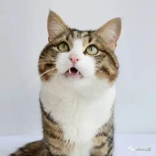 生活丨我们救了一只小野猫