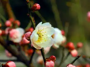 也来张梅花吧
