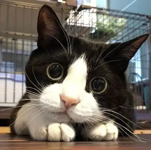 集美貌和沙雕于一体的猫中哈士奇奶牛猫到底有多二