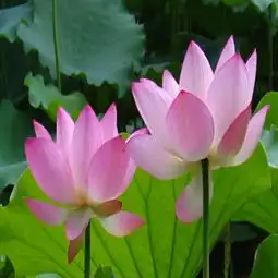 莲花图片,莲花图片大全