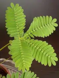 家中摆放13种绿色植物会致命