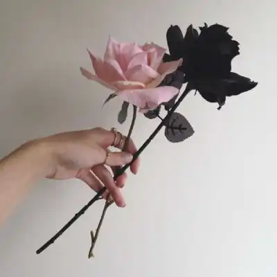 玫瑰花背景图赠予你