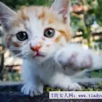 可爱小猫咪头像到头来还是猜不透最扑朔迷离的人心