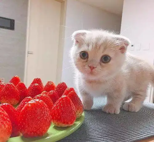 自从家里养了小奶猫主人家就生病了,养小奶猫真的会死人吗