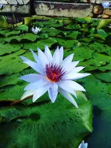 深圳洪湖公园荷花花期到什么时候结束