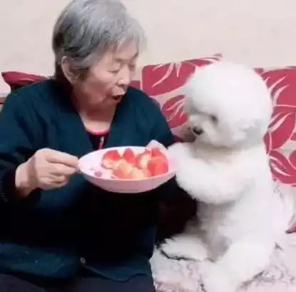 姥姥分狗狗吃草莓,而狗狗的举动简直懂事极了