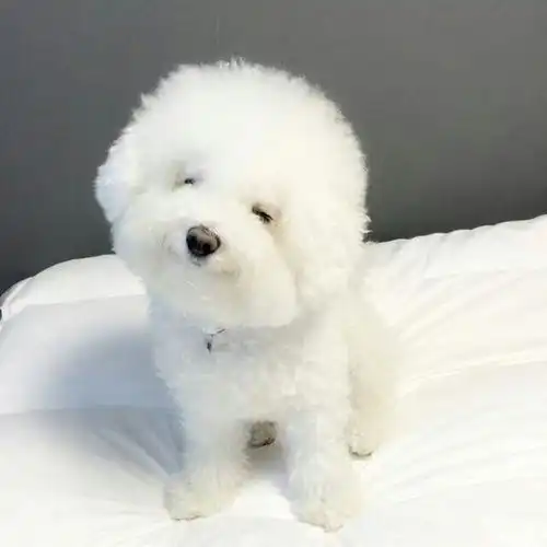 为何有人这么专情于比熊犬这几点无人能拒绝,你这样的吗